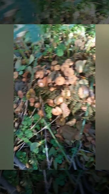 Опята переросшие 2025г