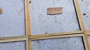 1000013584.mp4Пасека.1 октября 2025 года.Клещ Варроа мутировал???