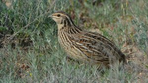 Охота на перепела с дратхааром