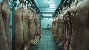 Подвесной путь для туш