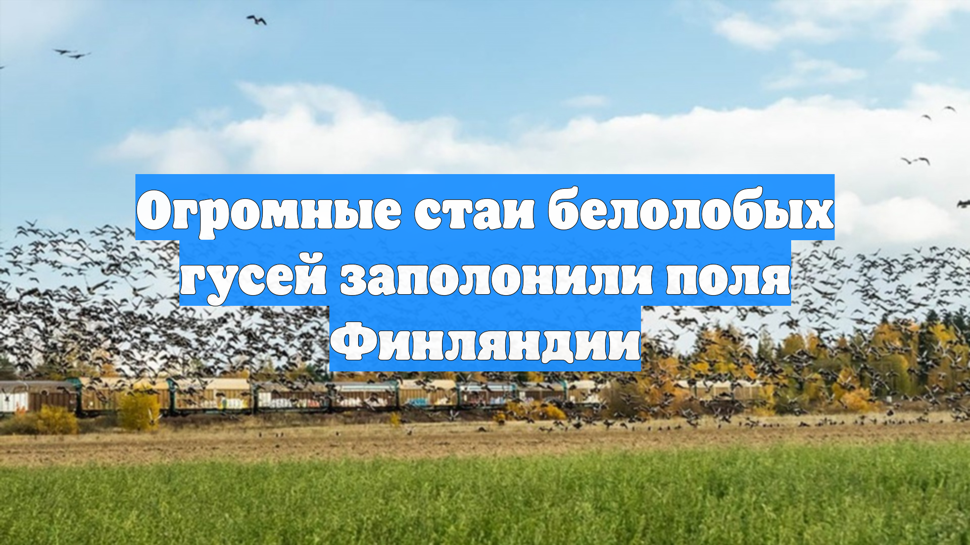 Огромные стаи белолобых гусей заполонили поля Финляндии
