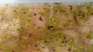 Мясо копченое