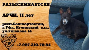 Пропала собака! АРЧИ.11 лет. респ. Башкортостан, г.Уфа,  Иглинский с.п.