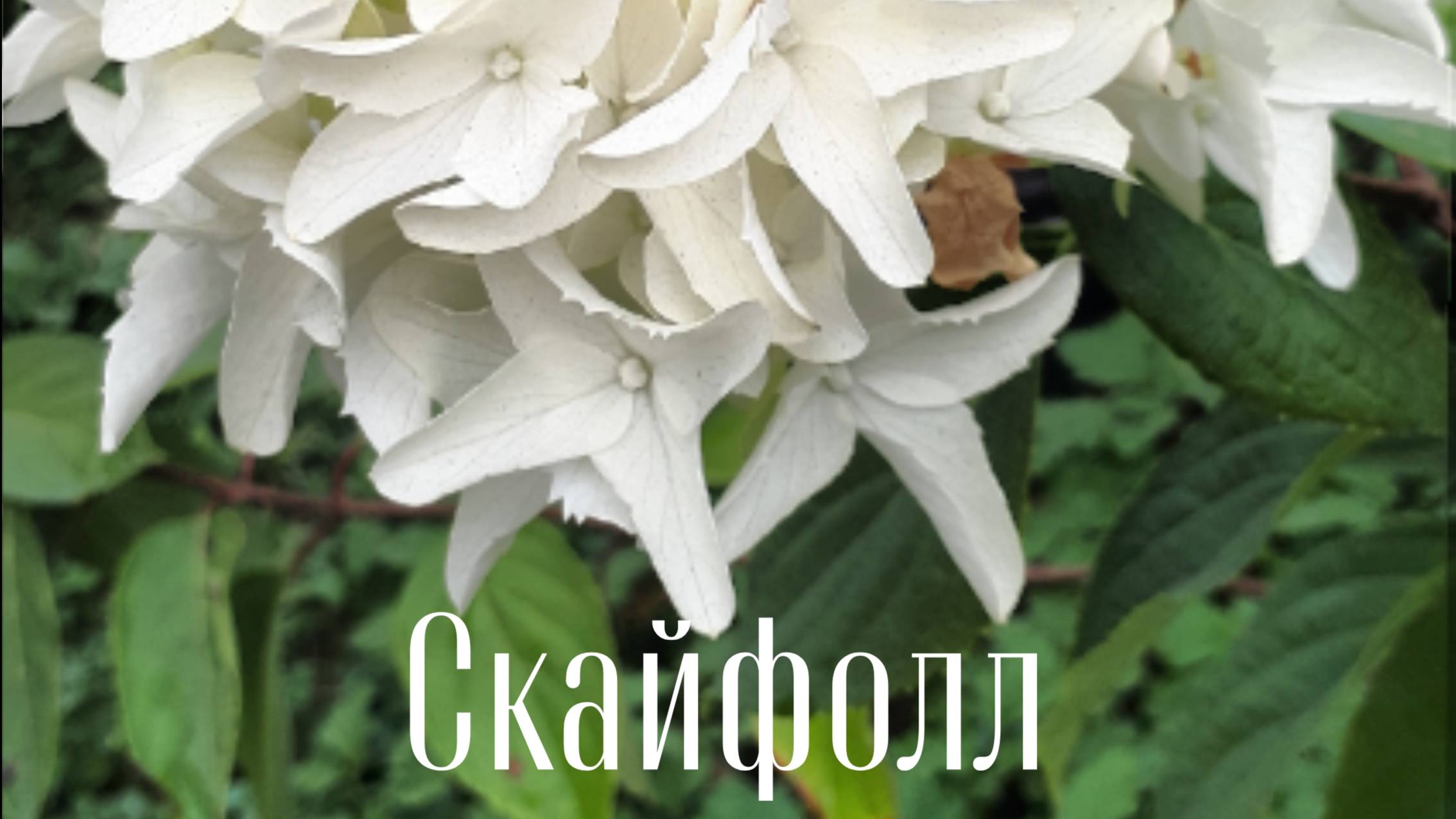 Осенняя обрезка метельчатой гортензии Скайфолл (Skyfall).