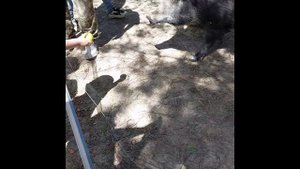 Как я в Окский заповедник ездил