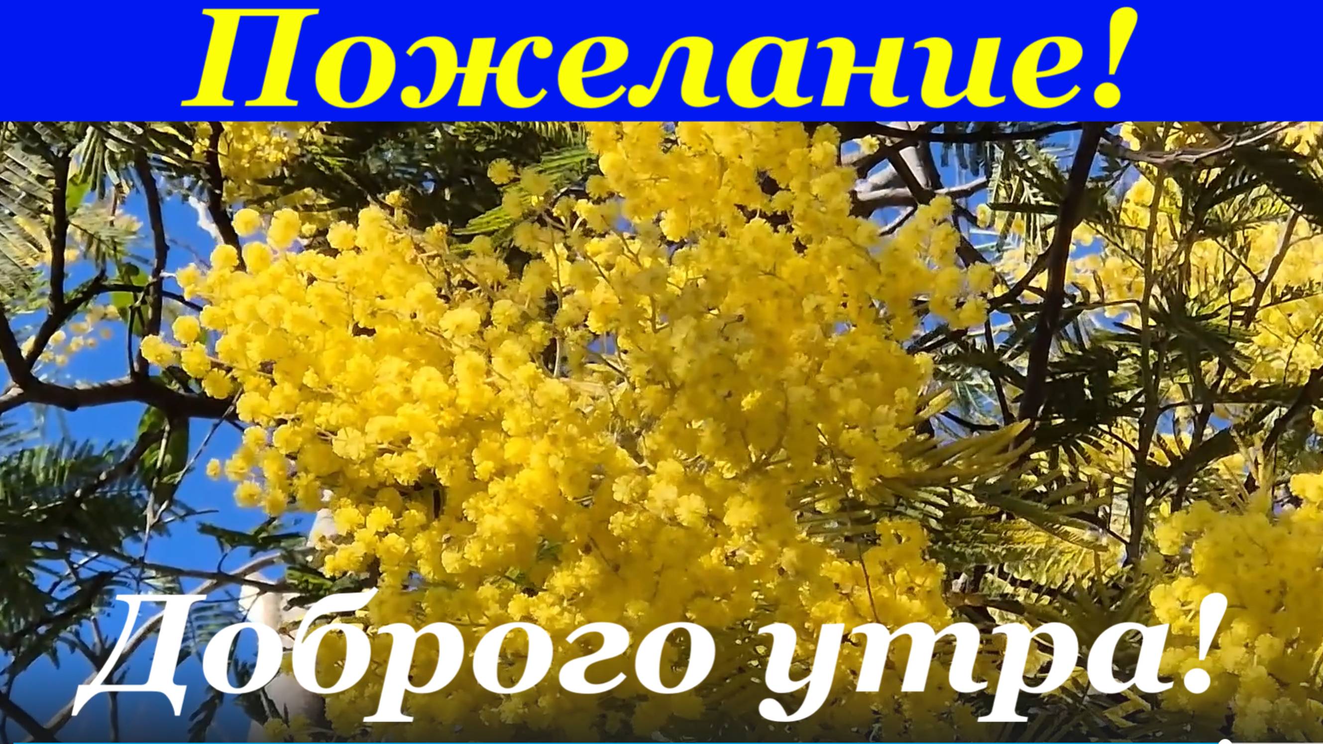 Классное пожелание доброго утра и хорошего дня!