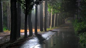 Звук дождя 🌧️ для быстрого сна, успокаивающий белый шум и снятие бессонницы