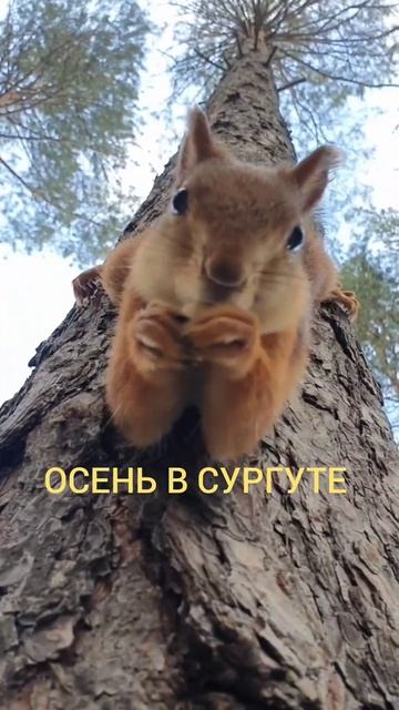 Осень в Сургуте смотреть онлайн