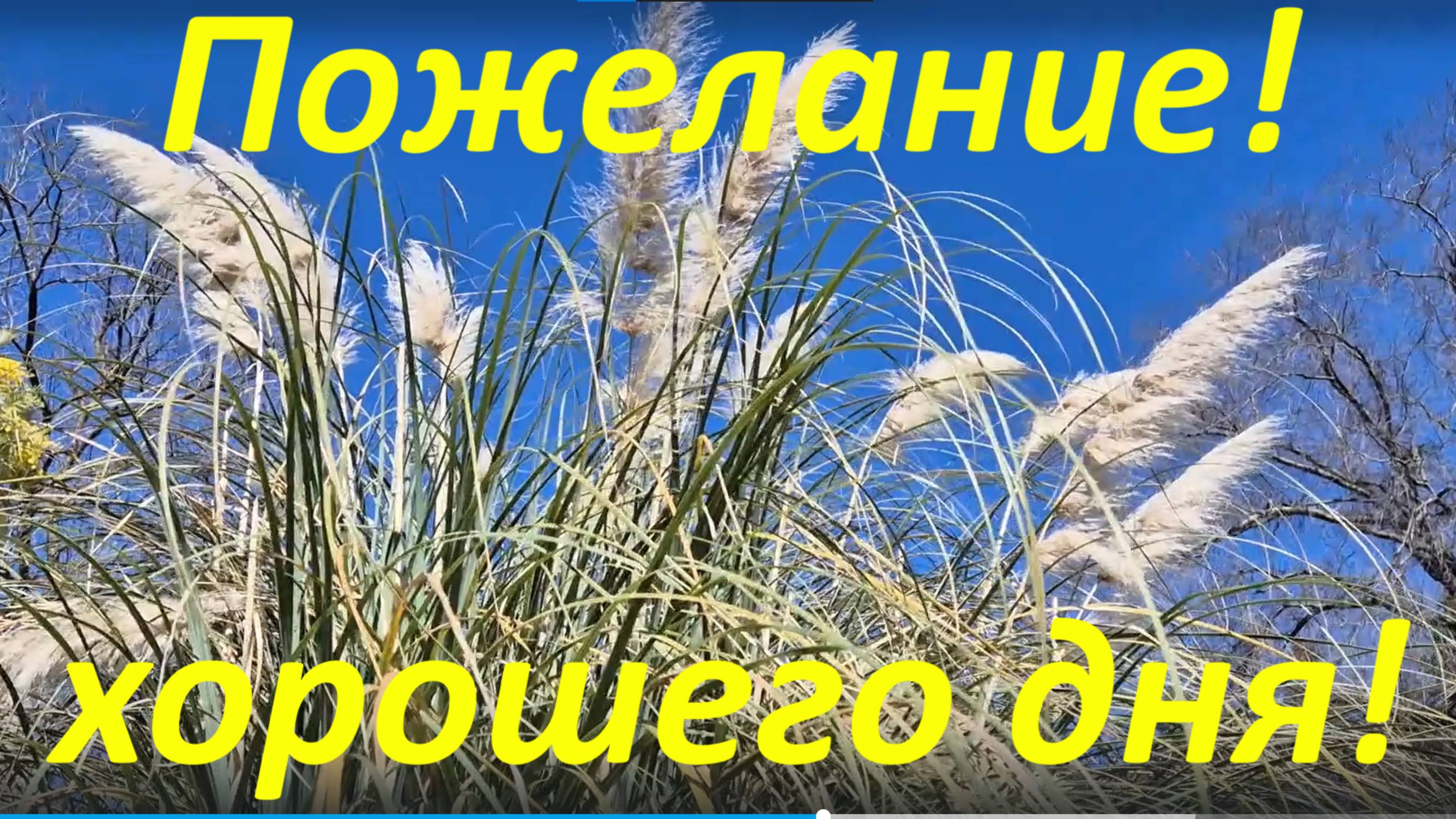 Пожелание хорошего дня! Сегодня пусть исполнятся мечты!