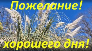 Пожелание хорошего дня! Сегодня пусть исполнятся мечты!