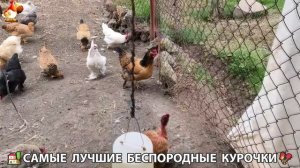 Цыплята и Курочки селяночки лучшие беспородные несушки 🥚 (342)