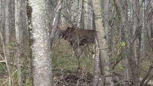 Встретил огромного лося, но что произошло потом удивило!