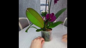 купила орхидею в магазине что дальше