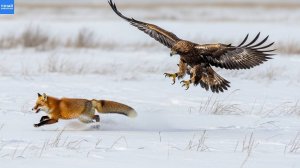 Вот как орлы охотятся на лис, зайцев и даже молодых волков!
