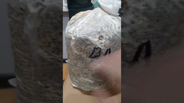 ВЕШЕНОК БЛОКИ КАК ПРАВИЛЬНО ИСПОЛЬЗОВАТЬ смотреть онлайн