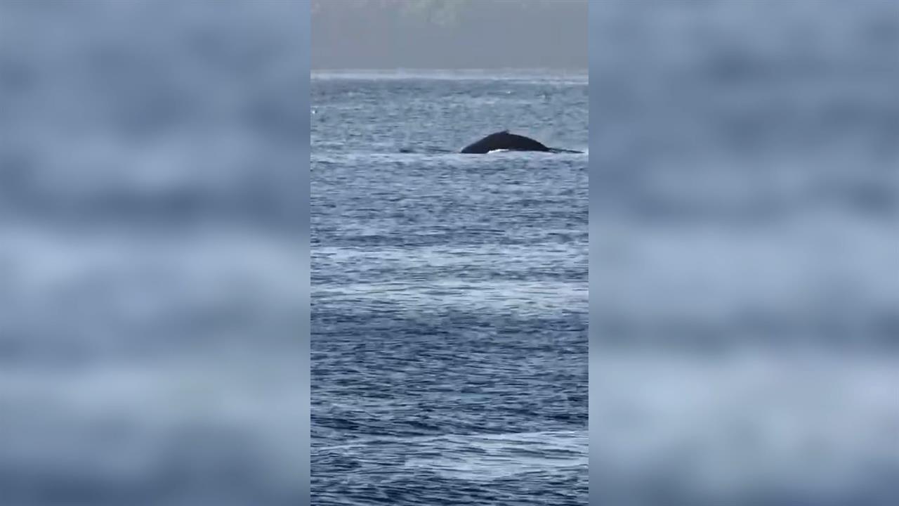 Горбатый кит заплыл на перекус в бухту во Владивостоке: видео