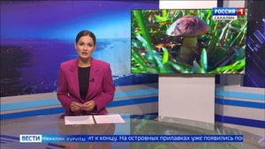 "Вести. Сахалин. Курилы". 1 октября 2025 года