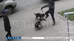 Маленький мальчик избил ногами собак, а дедушка объяснил зачем он это сделал