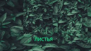 Листья