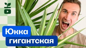 Юкка гигантская — всё, что нужно знать. Мой опыт и рекомендации.