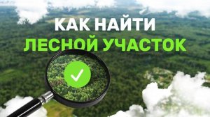 Как найти лесной участок
