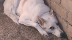 Спасите! Его предали...