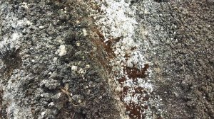 Чеснок сажаю 2 октября за 2-3 недели до морозов. Чеснок должен успеть укорениться, но не всходить.