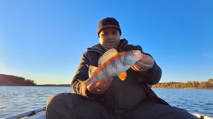 Судак Бастует | Рыбалка на Вазузском Водохранилище