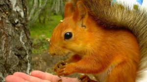 Белки, практически ручные:)