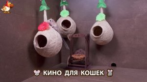 Видео для кошек про крысок развлекать питомцев 🐭🐀😂 (321)