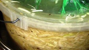 Квашеная капуста с укропом