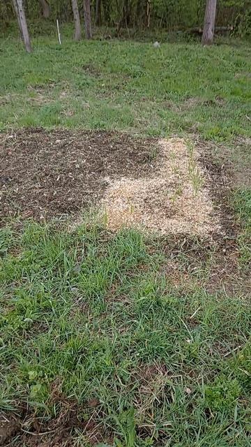 Сезон открыли в апреле #мещанскоеболото #дачузафигачу #дача #обзордачи #частныедома #фазенда смотреть онлайн