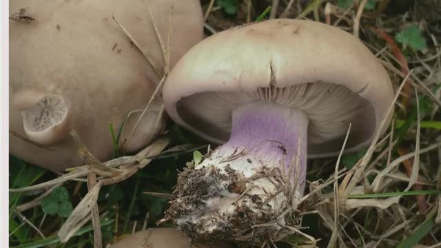 Осенние  грибы. Лиловоногая рядовка. Сбор, приготовление.