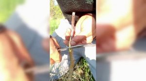 Школа прививальщика#1