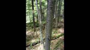 Тайга, июнь