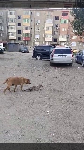 У собаки отличное чувство юмора