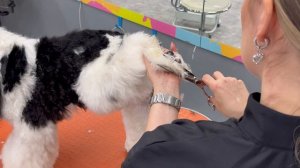 Стрижка в пэт варианте американского кокер спаниеля