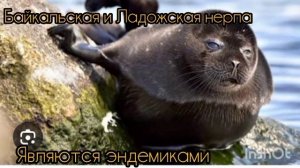 Редкие и вымершие виды животных во сне Моржантуса.