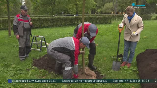 Эко-инвестиция. В Приморском парке Победы высадили клёны