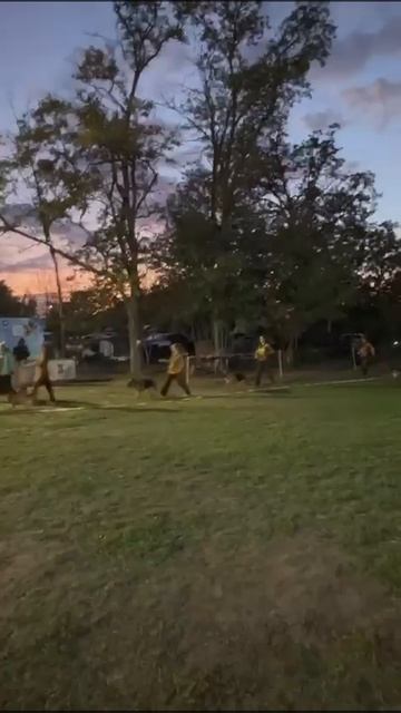 Питомник «Зависть Богов» / Кубок НКП РОСТОВ-НА-ДОНУ 28 сентября`25 Е.Близнецова  Моно н/о