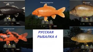 РУССКАЯ РЫБАЛКА 4 ОЗЕРО МЕДНОЕ ФАРМ НЕПЛОХОЙ.