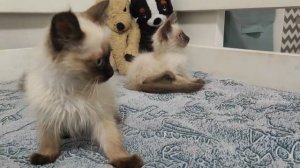 Я ПРИНЯЛА ПРАВИЛЬНОЕ РЕШЕНИЕ/ НАДЕЮСЬ ВЫ МЕНЯ ПОЙМЁТЕ