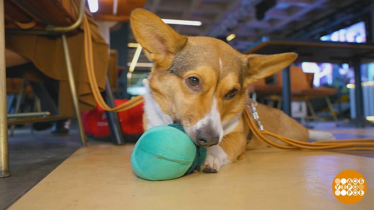 Собака, пойдем в кафе! Доброе утро. Фрагмент выпуска от 02.10.2025