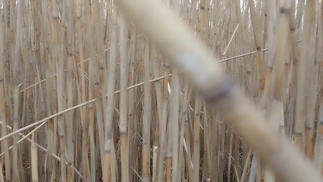 Обычный камыш, но как красиво! смотреть онлайн
