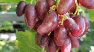 ГРЕЧАНКА!!!🍇🍇🍇 ЭФФЕКТНАЯ ФОРМА ОТ ЧУЛКОВА Telegram, WhatsApp и Vlber +79528500417.