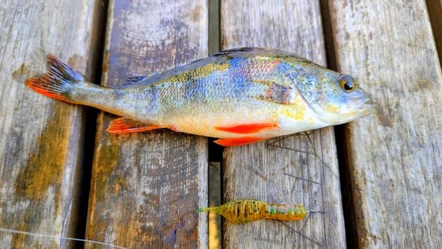 Химкинское водохранилище. 02.10.2025