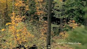 Осенью в лесу! Красота!!!