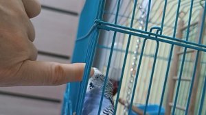 Волнисты попугай Крош разговаривает