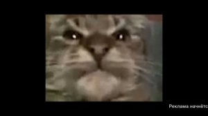 кит ты маму мав? мав