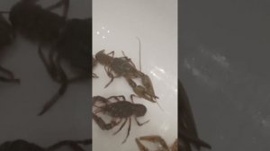 Драка раков?! Раки дерутся в Реальное жизни





😮